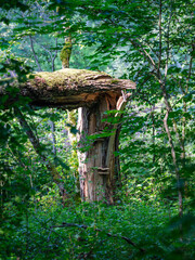 Naklejka premium tree trunks with bark in summer forest sunlight