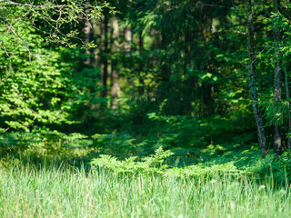 Fototapeta premium green summer foliage textured background
