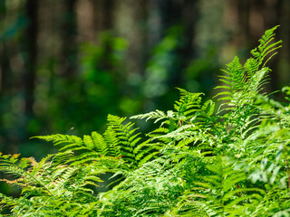 green summer foliage textured background