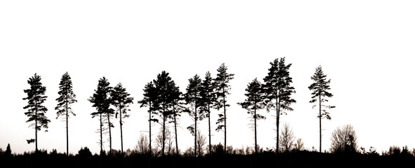 Silhouette of row of conifer trees, , transparent png