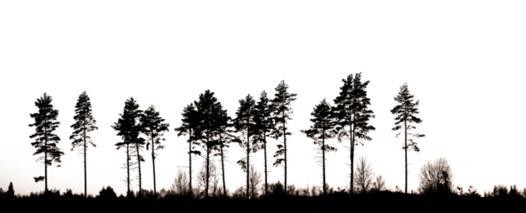 Silhouette of row of conifer trees, , transparent png