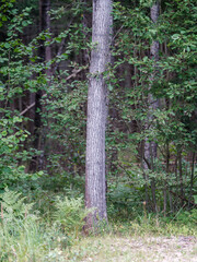 Fototapeta premium tree trunks with bark in summer forest sunlight
