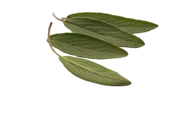 Sage herb Salvia officinalis leaves isolated on white background. Herb, spice, food background. Alternative medicinal plants, medical herb copy space. October mist 1495 color. Sage grenn color