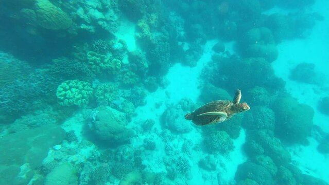 Schildkr&ouml;te am Great Barrier Reef, Australien