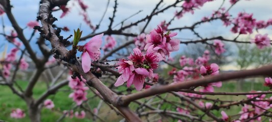 Blossoming Cherry Tree in Springtime