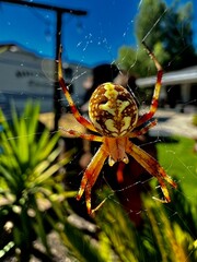Macro closeup of a Marbled Orb weaver whisch is an  orange legged spider with yellow and brown pattern sitting on her web that she made
