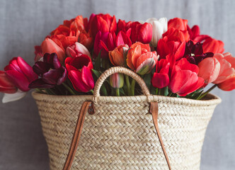 Colorful Spring Tulips in a wicker basket.