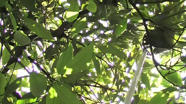 Harvest with a pole a natural hass avocado fruit in a avocado tree