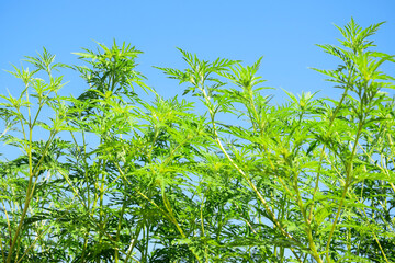 American common ragweed against blue clear sky. Dangerous plant. Ambrosia shrubs that causes allergic reactions, allergic rhinitis. Copy space. Selective focus.