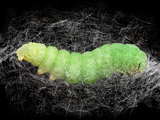 close up of a pupated green caterpillar of the Silver Y moth, Autographa gamma in the pupa, cocoon,...