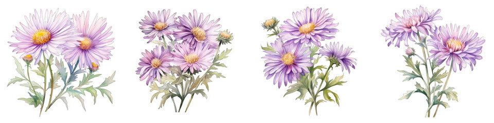 Aster Botanical View On A Clean White Background Soft Watercolour Transparent Background