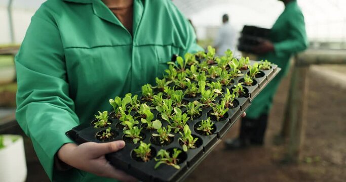 Greenhouse, woman and plant sprouts in tray for agriculture growth and development at sustainable business. Agro farm worker, herbs in soil and vegetable farming with eco friendly food production.