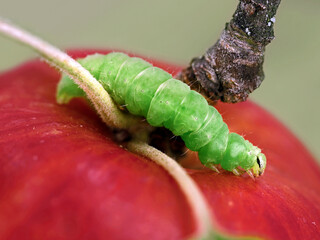 close up of green caterpillar of the Silver Y moth, Autographa gamma on red apple