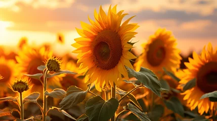 Foto auf Acrylglas beautiful sunflowers background in the field at a golden hour © World of AI