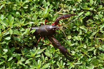 Bouaye - Ecrevisse de la Réserve naturelle du lac de Grand-Lieu