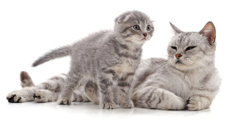 Gray cat and kitten.