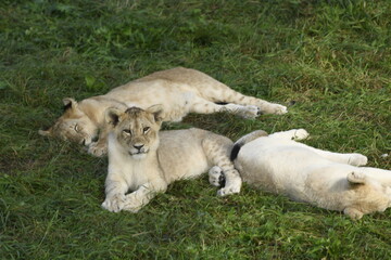 Animals - traditionally (since Aristotle) distinguished category of organisms, currently considered as a biological kingdom. Animals are the main object of study of zoology.