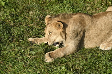 Animals - traditionally (since Aristotle) distinguished category of organisms, currently considered as a biological kingdom. Animals are the main object of study of zoology.