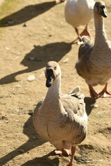Animals - traditionally (since Aristotle) distinguished category of organisms, currently considered as a biological kingdom. Animals are the main object of study of zoology.
