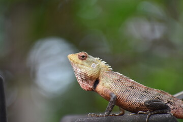 lizard on a tree