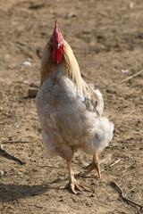 Animals - traditionally (since Aristotle) distinguished category of organisms, currently considered as a biological kingdom. Animals are the main object of study of zoology.