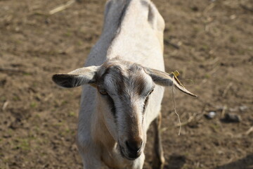 Animals - traditionally (since Aristotle) distinguished category of organisms, currently considered as a biological kingdom. Animals are the main object of study of zoology.