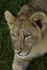 Obraz premium Animals - traditionally (since Aristotle) distinguished category of organisms, currently considered as a biological kingdom. Animals are the main object of study of zoology.