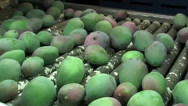Mangoes fruit in packaging line13 85 4K