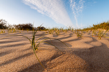 Waves of the beach