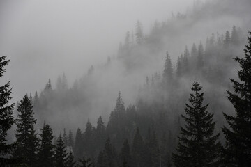 Las świerkowy we mgle, mglisty leśny krajobraz, wierzchołki drzew, mgła. Spruce forest in fog, foggy forest landscape, treetops, mist. © Anita