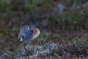 Great snipe (Gallinago media)
