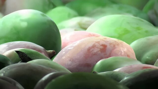 Mangoes fruit in packaging line17 99 4K