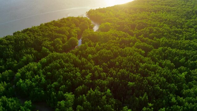 Vibrant aerial view of lush mangrove forests. Intricate network of intertwining trees standing resiliently amidst tranquil waters, providing vital habitat, protecting coastlines.

