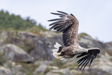 The sea eagle is Northern Europe's largest nesting bird of prey and the fourth largest of the world's eagles,Nordland county,Norway

