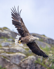 The sea eagle is Northern Europe's largest nesting bird of prey and the fourth largest of the world's eagles,Nordland county,Norway

