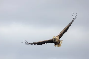 Tuinposter The sea eagle is Northern Europe's largest nesting bird of prey and the fourth largest of the world's eagles,Nordland county,Norway   © Gunnar E Nilsen