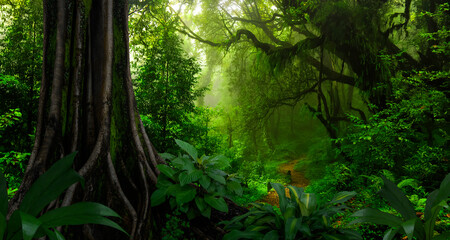 Tropical rainforest in Central America - obrazy, fototapety, plakaty