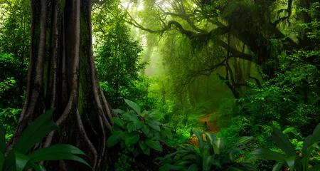 Fotobehang Tropical rainforest in Central America © quickshooting