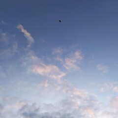 ciel bleu avec oiseau