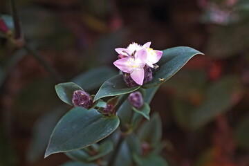 fiori