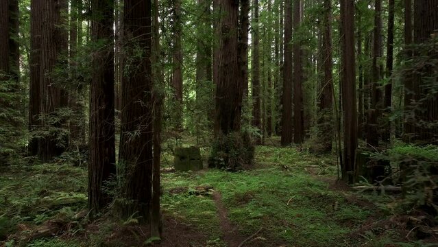 Aerial California fly thru coastal redwoods forest 1. Northern ocean shoreline coastal ecosystem landscape. Sequoia are tallest trees on earth. Forest old growth temperate rainforests.