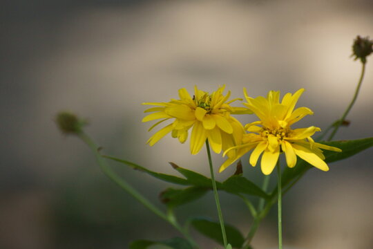 Yellow flower ugai who is this.  That's right, it's Crepis sibirica's.  You guessed correctly, the shoemaker's credo is translated from Greek as flowers are called.