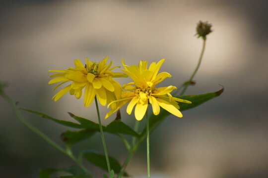 Yellow flower ugai who is this.  That's right, it's Crepis sibirica's.  You guessed correctly, the shoemaker's credo is translated from Greek as flowers are called.