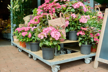 Close-up of shelf with pots of blooming pink hydrangeas in flower shop