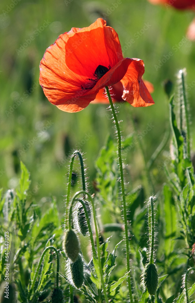 Poster klatschmohn