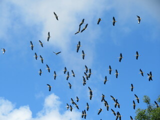 beautiful storks flying in group disoriented aimless group