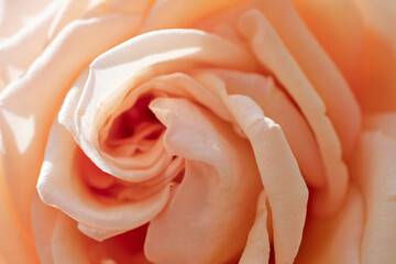 amazing soft dust pink rose flower background. macro shot. sunny day