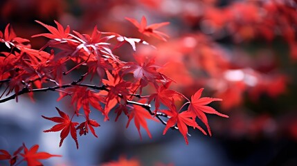 Red maple leaves in autumn season, Japanese maple tree in fall season - Powered by Adobe