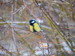 Cute bird Great tit, songbird sitting on a branch without leaves in the autumn or winter.