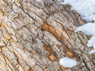 The texture of the bark of an old apple tree with snow in winter